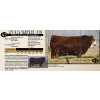 Image 1 : LANGER FLECKVIEH SIMMENTALS