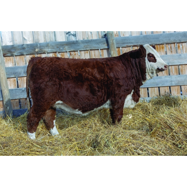 Mountain Ash Simmentals