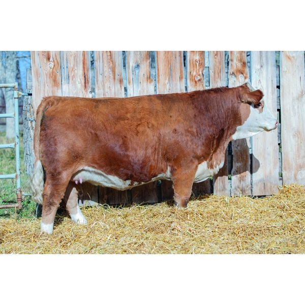 Terry Vernon and Sons