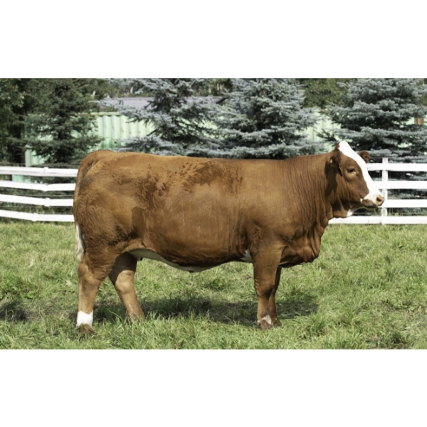 Beechinor Land & Livestock