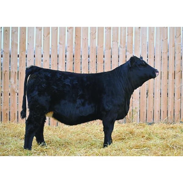 Outlaw Cattle Co Ltd