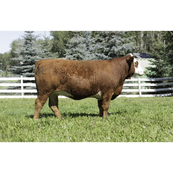 Beechinor Land & Livestock