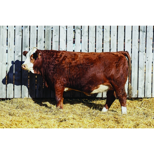 Keato Meadow Simmentals 