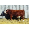 Image 1 : Keato Meadow Simmentals 