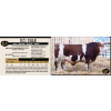 Image 1 : NEWTON CREEK SIMMENTALS