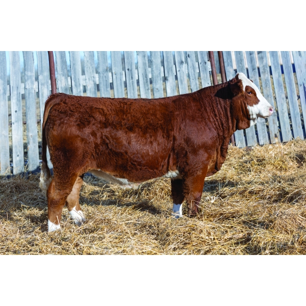 Bendall Cattle