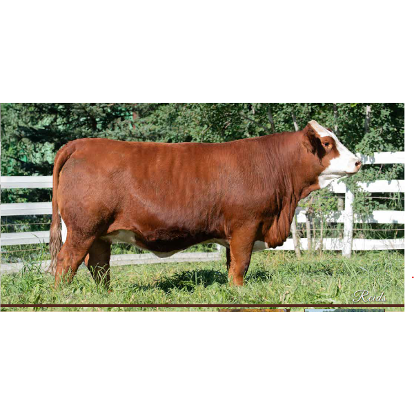 Beechinor Land & Livestock 