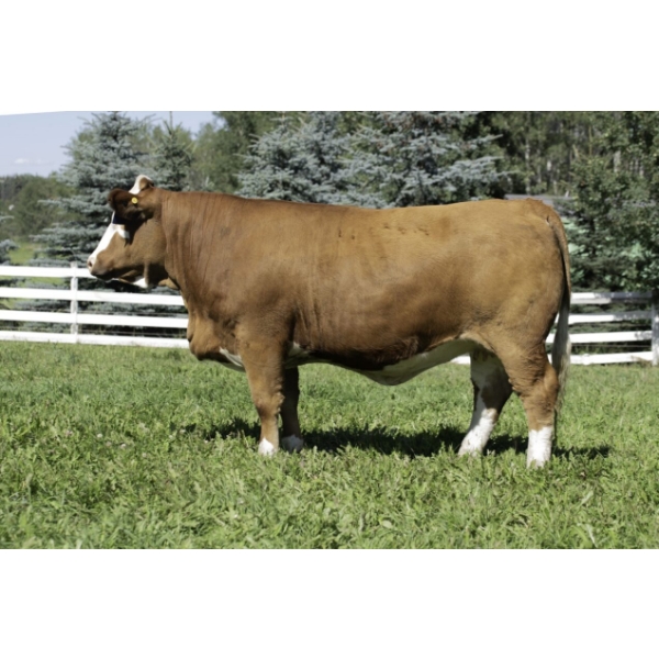 Beechinor Land & Livestock