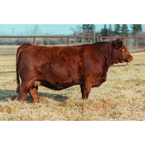 Beechinor Bros Simmentals