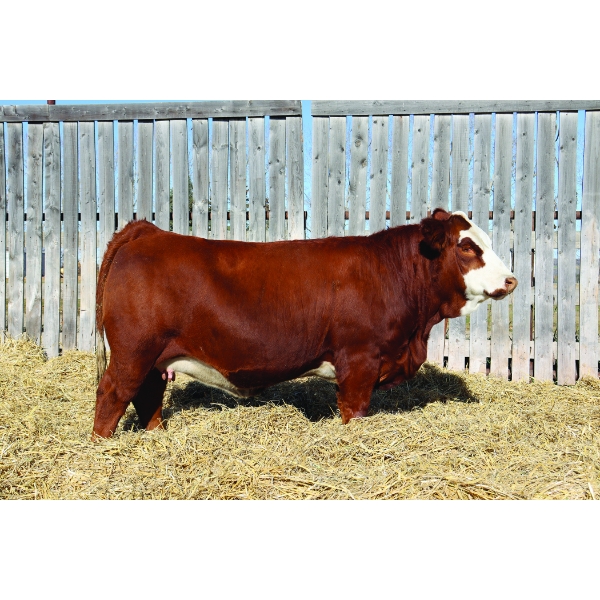 Richlan Farms Fleckvieh Simmentals