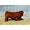 Image 1 : Richlan Farms Fleckvieh Simmentals