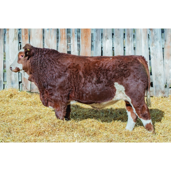 Terry Vernon and Sons