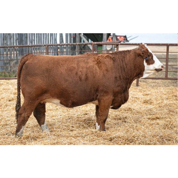 LAKEVIEW Magnolia 16M PFF