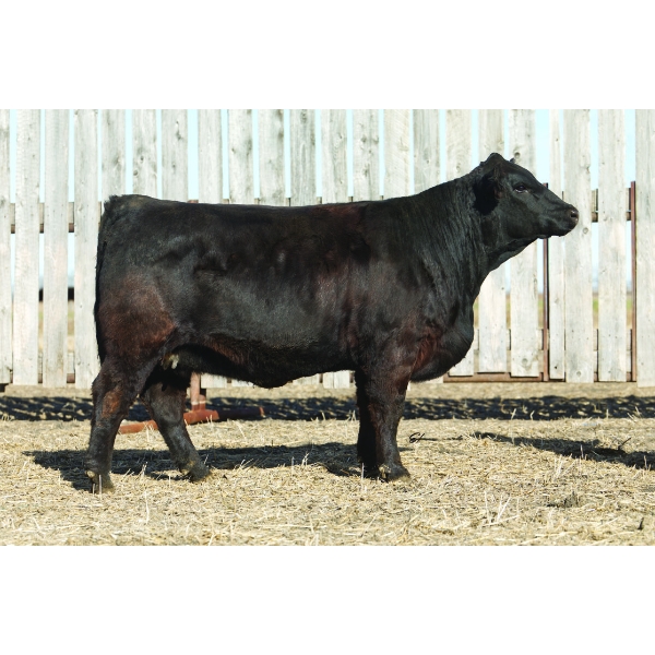 Pheasantdale Cattle Company