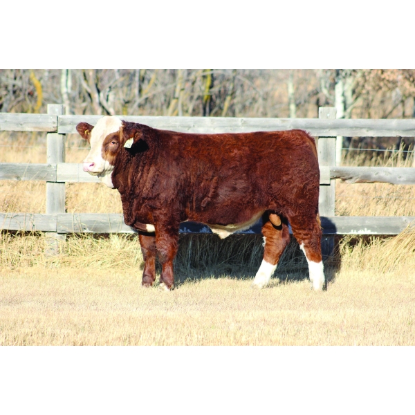 Crocus Coulee Cattle Co.