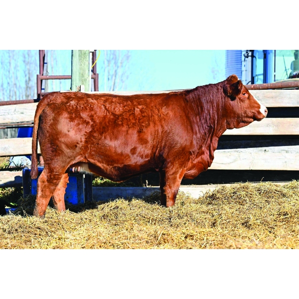 JEM Simmentals