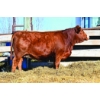 Image 1 : JEM Simmentals