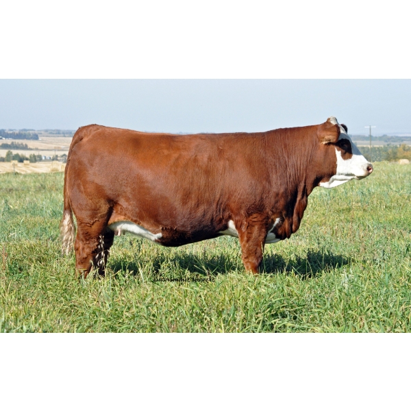 Skywest Simmentals
