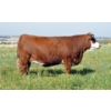 Image 1 : Skywest Simmentals