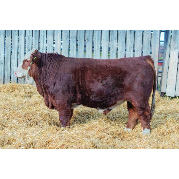 Okotoks Fleckvieh Group