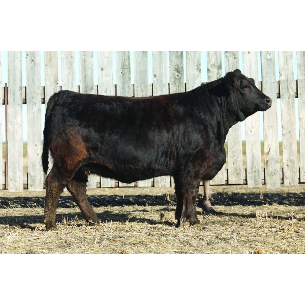 Silvercreek Simmentals