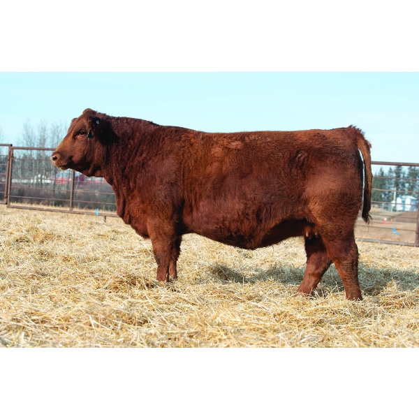 Beechinor Bros Simmentals