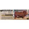Image 1 : Masterloc Simmentals