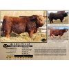 Image 1 : SKYLINE SIMMENTALS