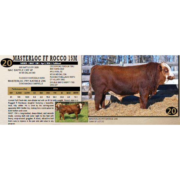 Masterloc Simmentals