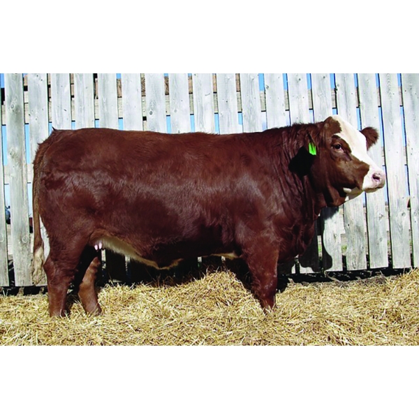 Kindred Spirit Cattle 