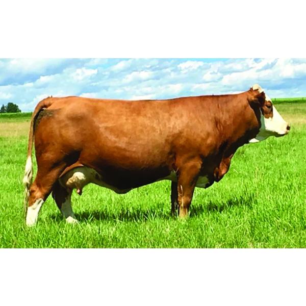 Madge Simmentals