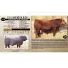 Image 1 : SKYLINE SIMMENTALS