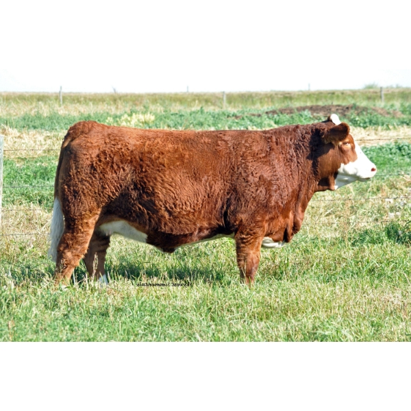 Skywest Simmentals