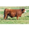 Image 1 : Skywest Simmentals