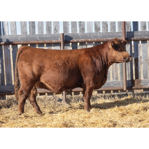 Corner Stone Cattle Co.