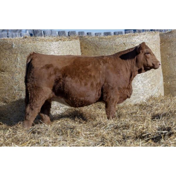 SIBL Simmentals / KD's Simmentals