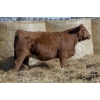 Image 1 : SIBL Simmentals / KD's Simmentals