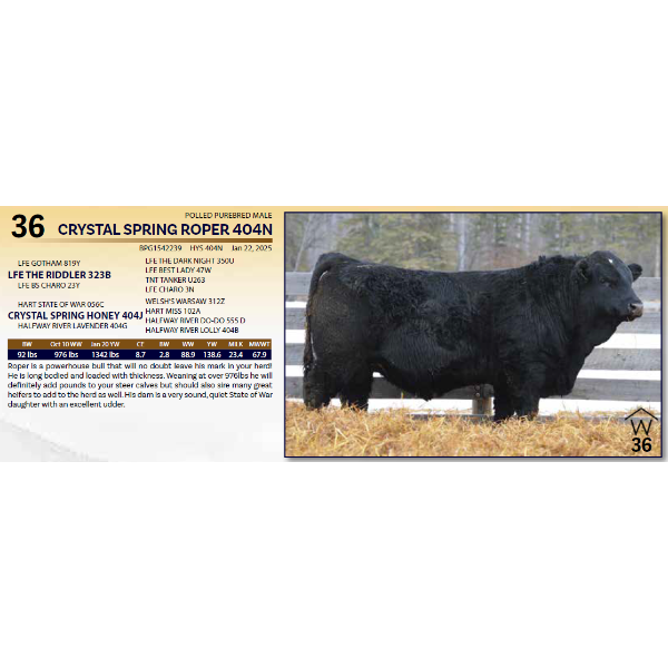 CRYSTAL SPRING ROPER 404N - POLLED PUREBRED