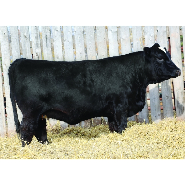 Back in Black Simmentals