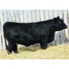Image 1 : Back in Black Simmentals
