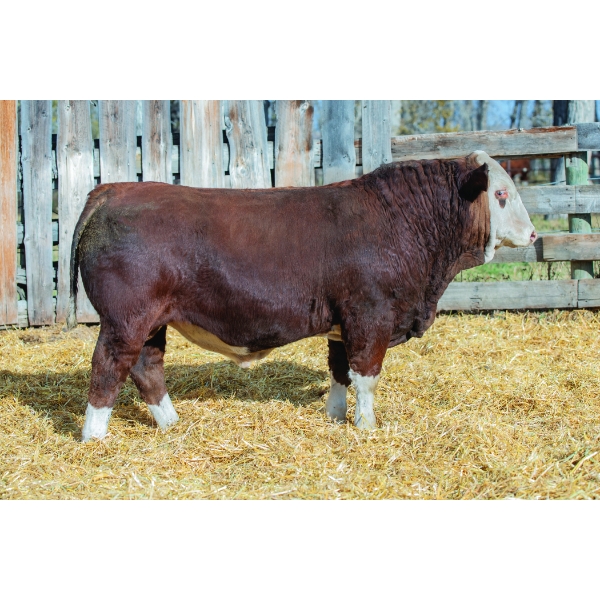 Terry Vernon and Sons