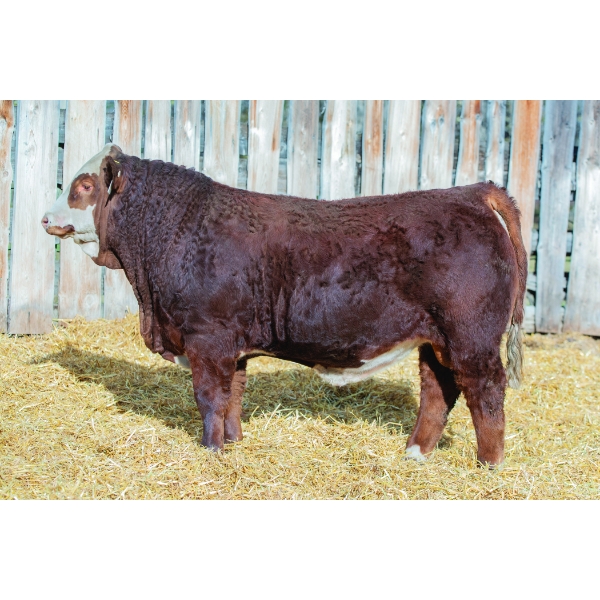 Terry Vernon and Sons