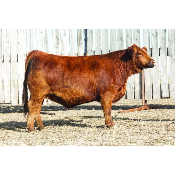 Pheasantdale Cattle Company