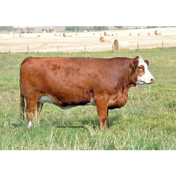 Skywest Simmentals