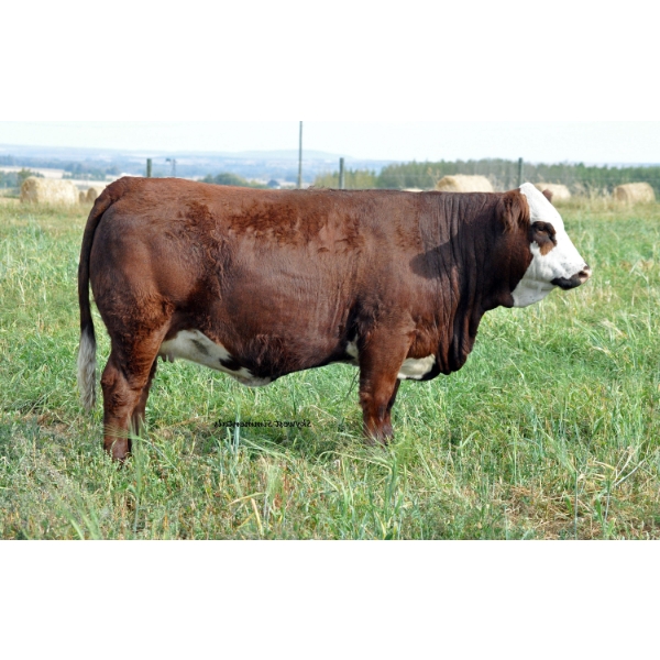 Skywest Simmentals