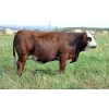Image 1 : Skywest Simmentals