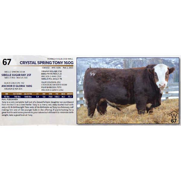 CRYSTAL SPRING TONY 160G