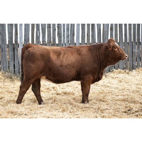 LAKEVIEW Mackenzie 60M PFF