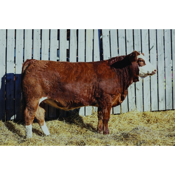 Keato Meadow Simmentals 
