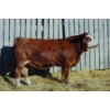 Image 1 : Keato Meadow Simmentals 